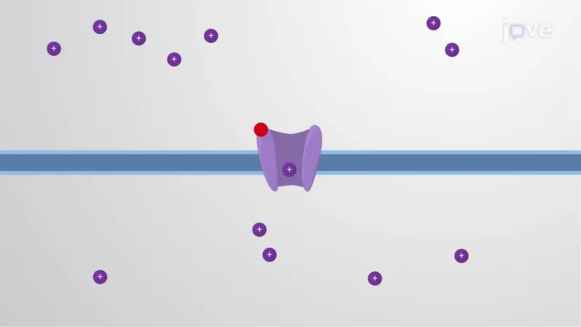 Ligand-gated Ion Channels