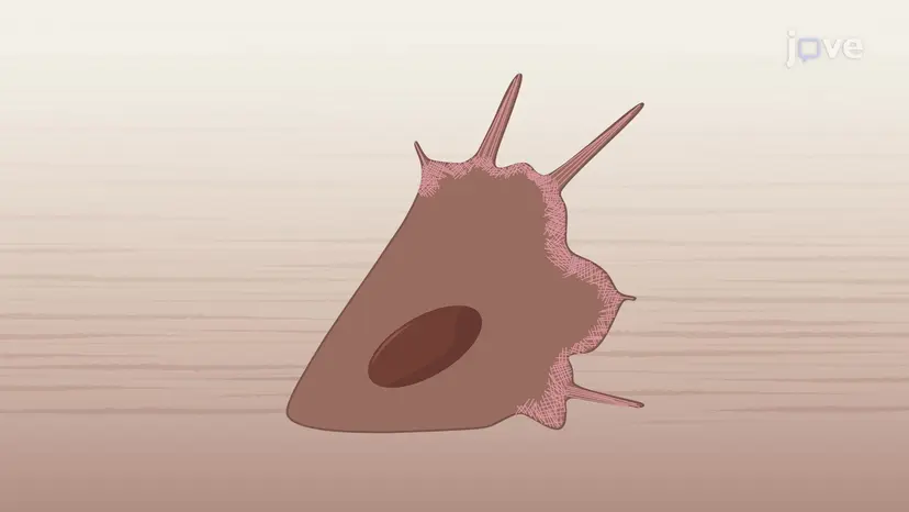 Actin Polymerization and Cell Motility