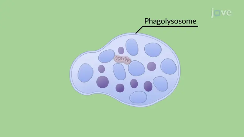 Fagocytoza komórek apoptotycznych