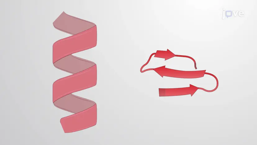 Protein Organization
