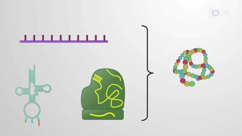 Types of RNA