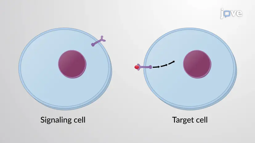Overview of Cell Signaling