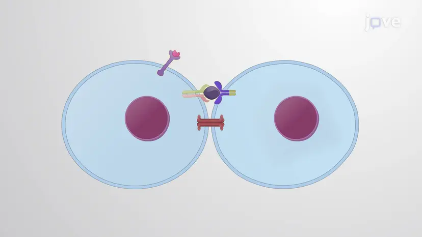 Types of Signaling Molecules