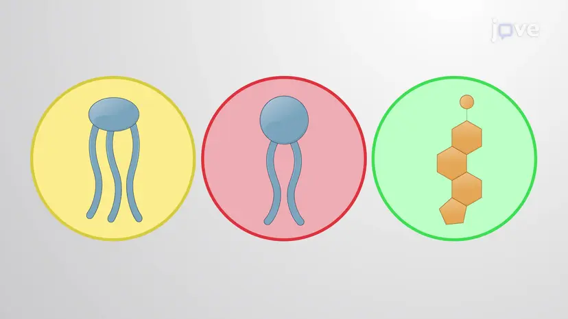 What are Lipids?