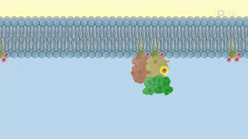 PI3K/mTOR/AKT Signaling Pathway