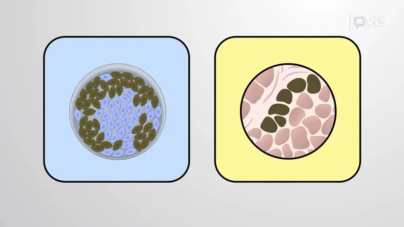 Immunocytochemistry and Immunohistochemistry