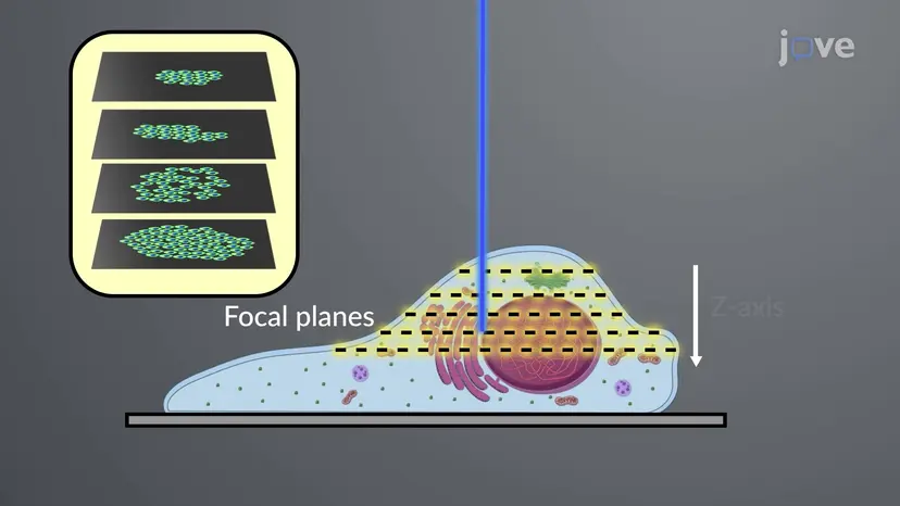 Confocal Fluorescence Microscopy