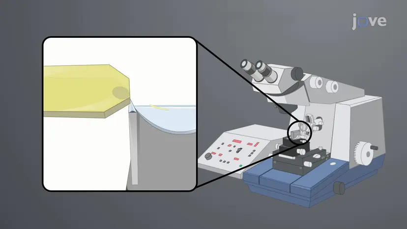 Preparation of Samples for Electron Microscopy