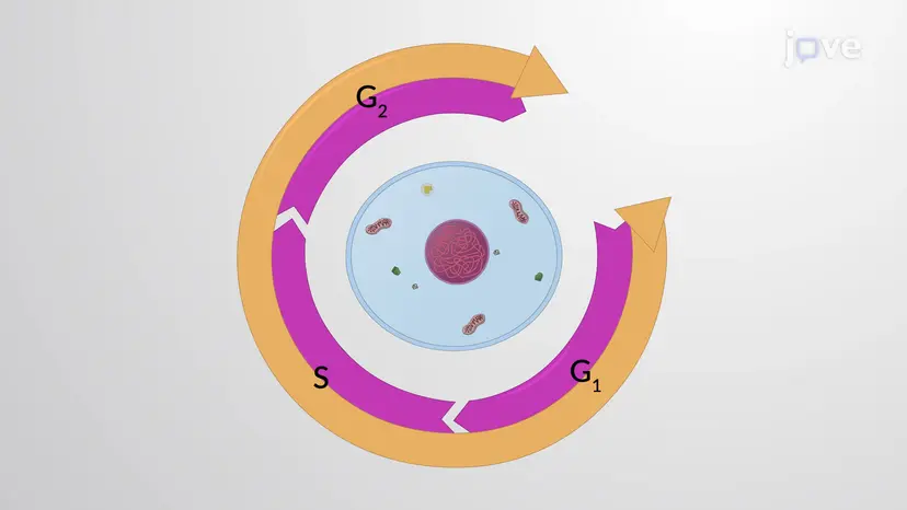 Interphase