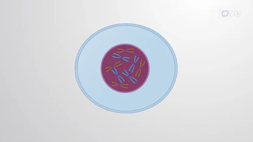 What is Meiosis?