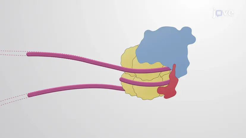 Chromatin-Modifikation in iPS-Zellen
