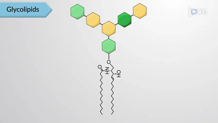 Lipid-derived Compounds in the Human Body