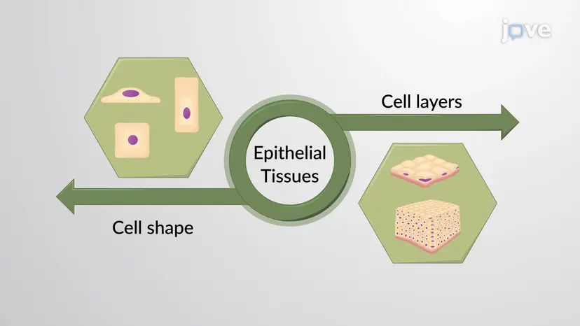 Classification of Epithelial Tissues: Overview