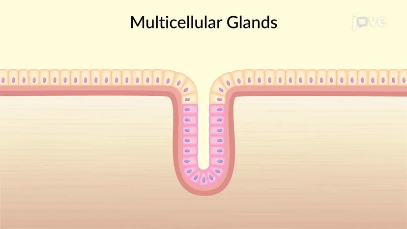 Classification of Epithelial Tissues: Glandular Epithelium