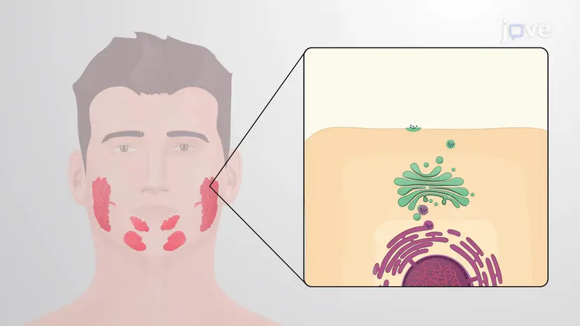 Exocrine Glands: Methods of Secretion