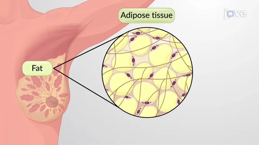 Overview of Connective Tissues Proper