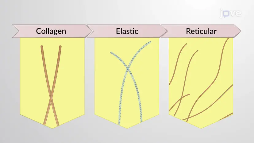 Connective Tissue Fibers and Ground Substance