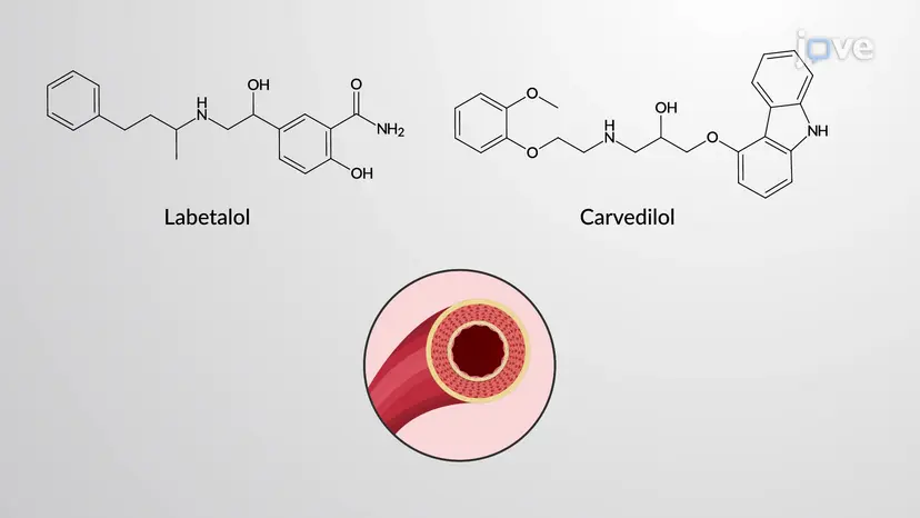 Antagoniści receptorów adrenergicznych: ɑ i β-receptory