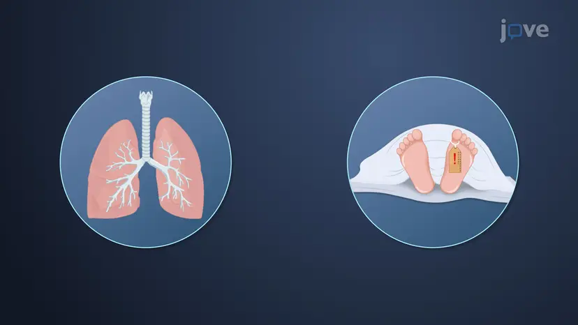 Analgésicos Opioides: Morfina e Outros congêneres Naturais