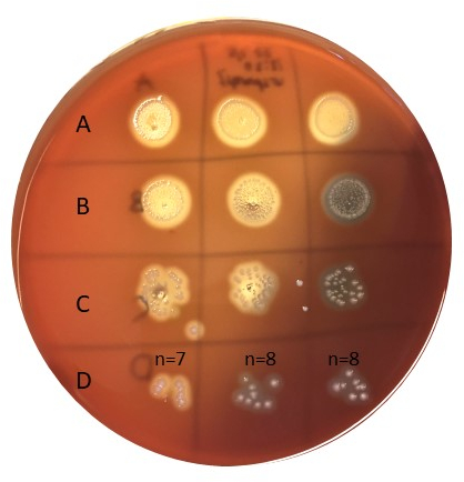 Figure 6