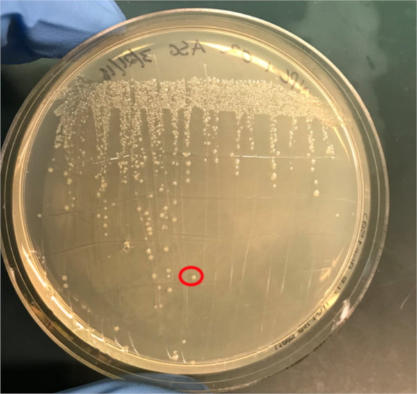 Figure 3A