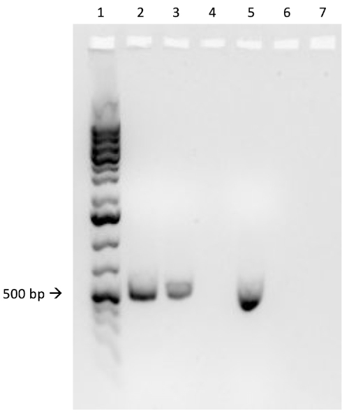 Figure 3B
