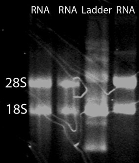 figure-protocol-14743