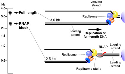 figure-protocol-5104