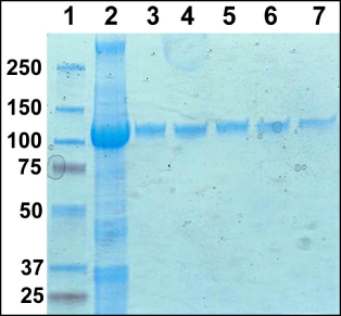figure-protocol-6792