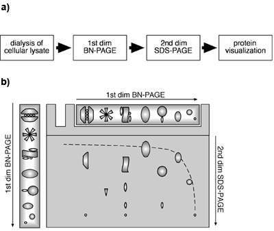 figure-protocol-9373