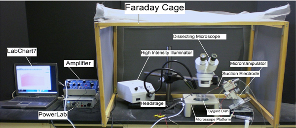 figure-protocol-6381