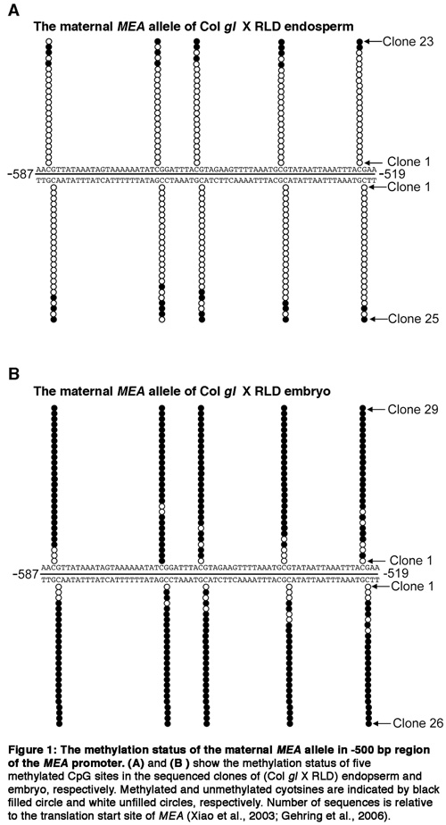 figure-protocol-10128