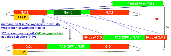 figure-protocol-29568