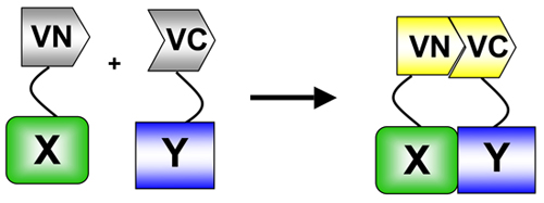 figure-protocol-12199