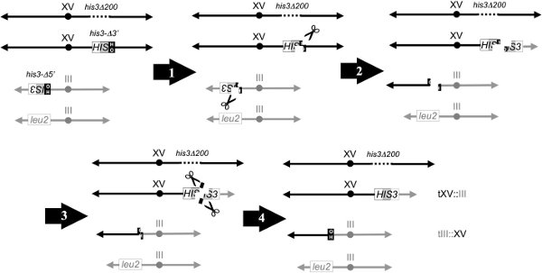 figure-protocol-11823