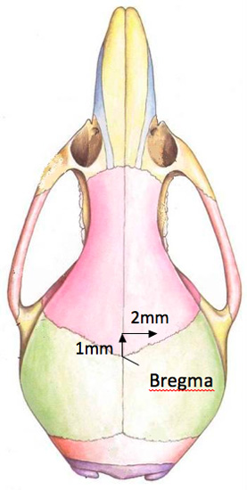 figure-protocol-8973