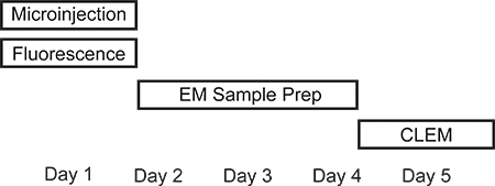 figure-protocol-13970