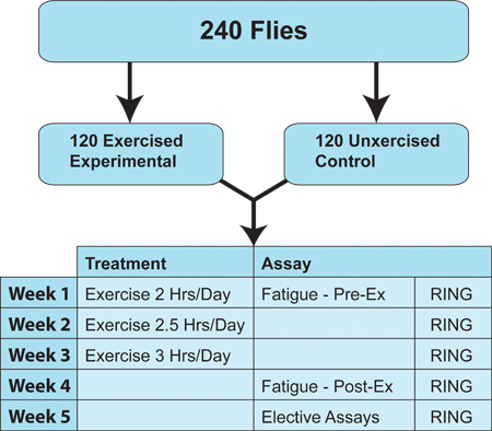 figure-protocol-10036