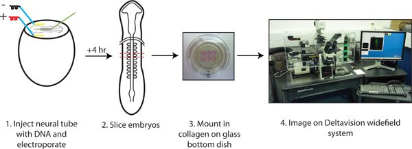 figure-protocol-6733