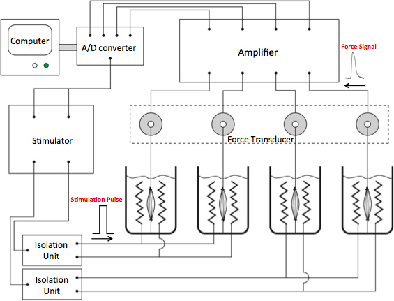 figure-protocol-24162