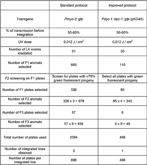 Transgene integration protocol comparison chart; data on UV treatment and GFP progeny selection.