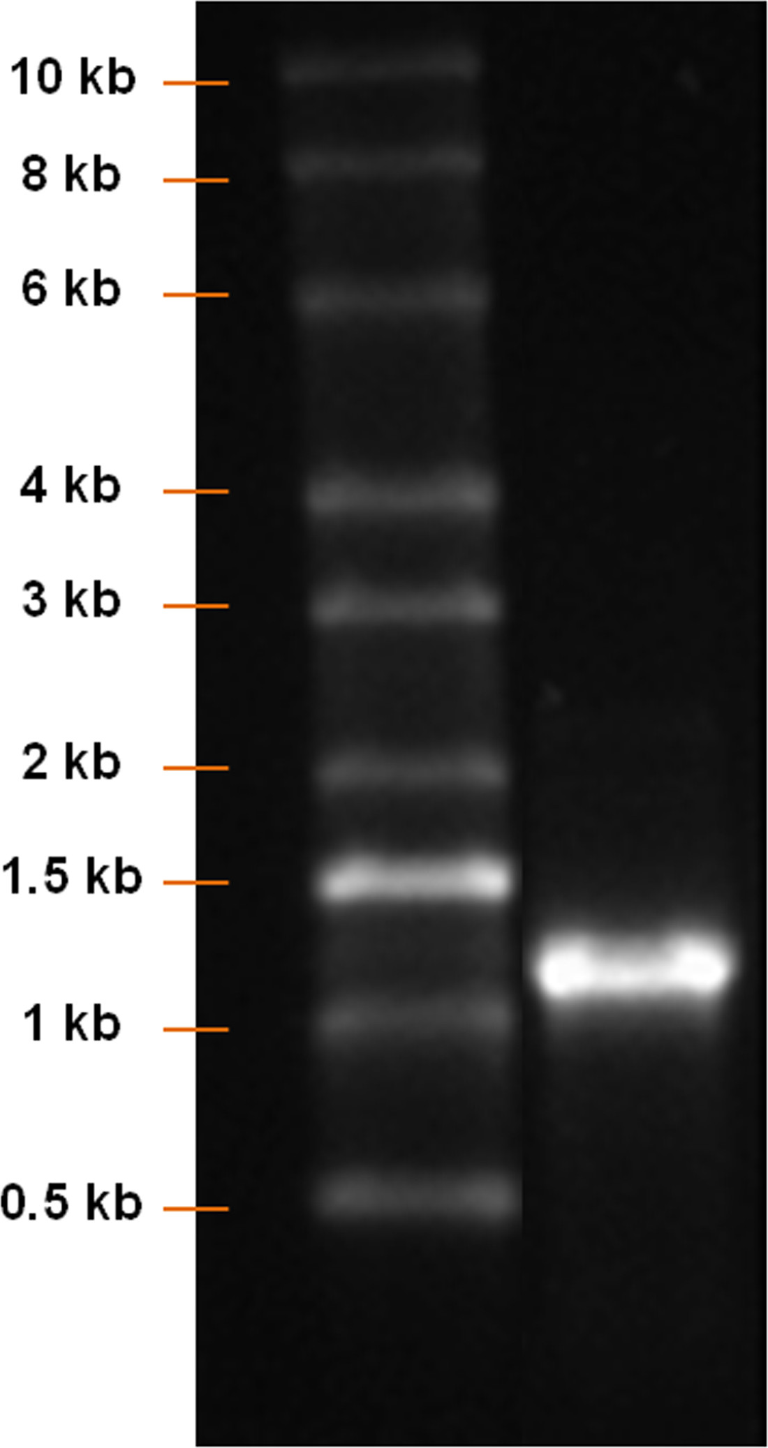 figure-results-3233