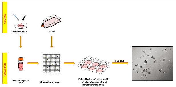 Tumor cell culture process diagram; enzymatic digestion, single cell suspension, 3D culture growth.