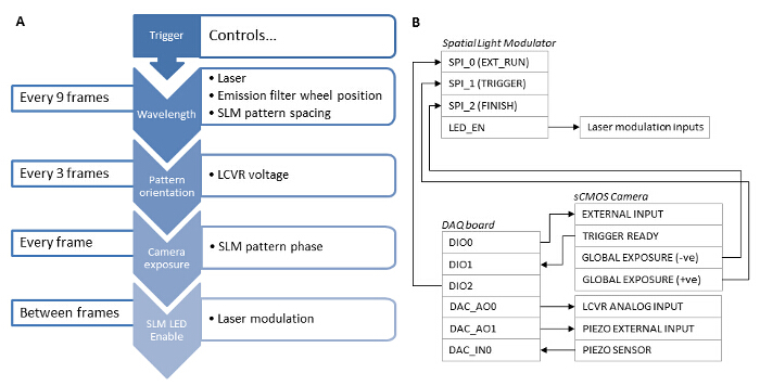 Laser modulation control diagram with spatial light modulator and sCMOS camera connections.