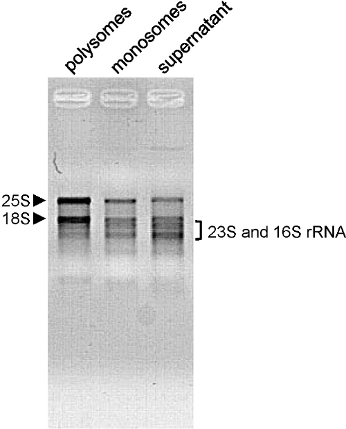 figure-results-4611