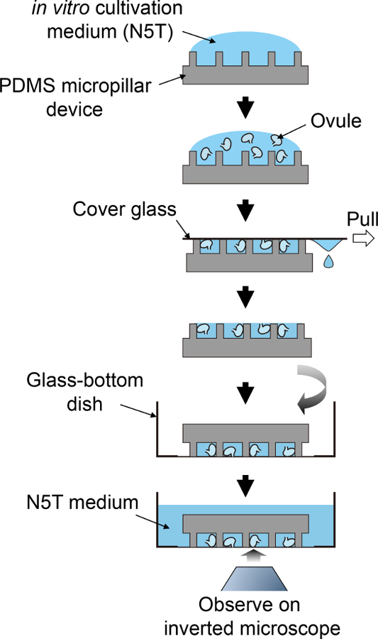 figure-protocol-4305
