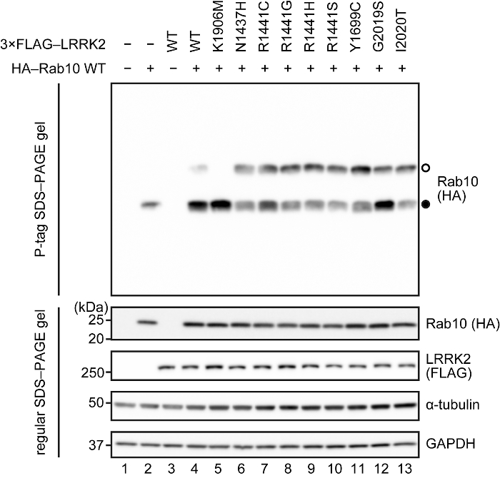 figure-results-4024