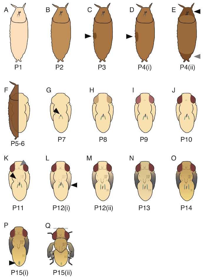 figure-results-3768