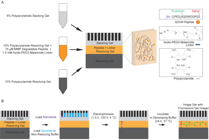 Polyacrylamide gel electrophoresis diagram, peptide-linker setup, non-reducing buffer analysis.