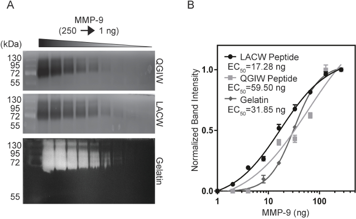 Gel electrophoresis and graph of MMP-9 activity using peptides QGIW, LACW, gelatin, normalized intensity.
